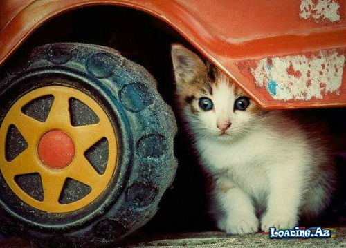 Pişik Şəkilləri :) - LoaDinG.Az