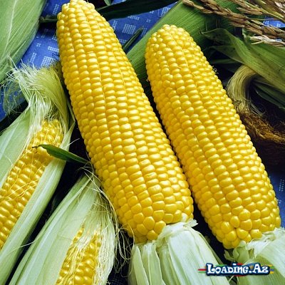 Qarğıdalı saçağı çayının İNANILMAZ FAYDALARI - LoaDinG.Az