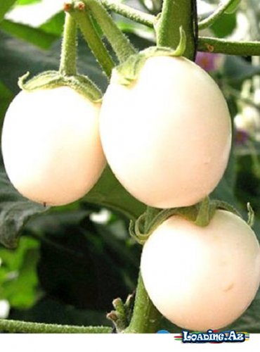 Yumurta Çiçəyi