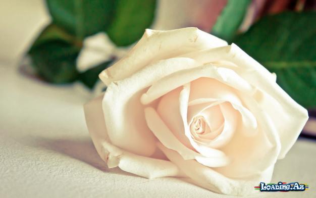 Çiçəklər🌹