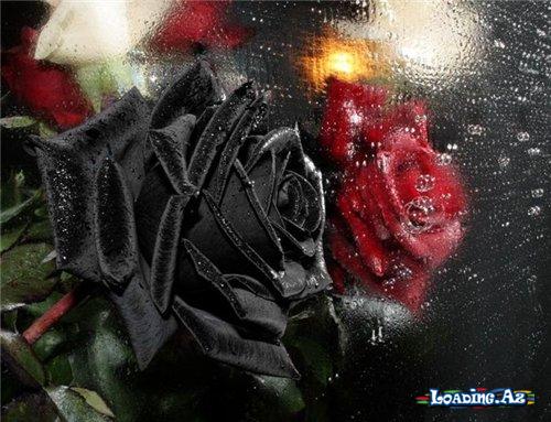 XAMLİYON__GÖZƏL özəl☺️❤️
