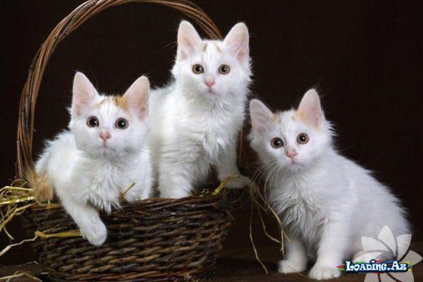 Pişiyinizin cinsini bilirsiniz? – ÖYRƏNİN