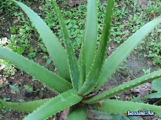 Əzvay(aloe) yarpağını üzünüzə sürtün, nəticəyə inanmayacaqsınız - LoaDinG.Az