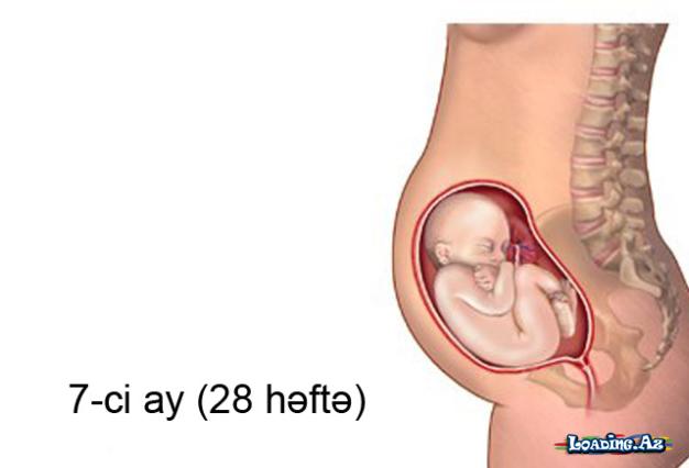 Hamiləliyin 7-ci ayında (25-28-ci həftələr) nə baş verir? - LoaDinG.Az