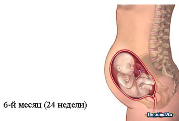 Hamiləliyin 6-cı ayı (21-24-cü həftələr). Hamiləliyin və dölün inkişafı - LoaDinG.Az