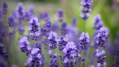 Lavanda - LoaDinG.Az
