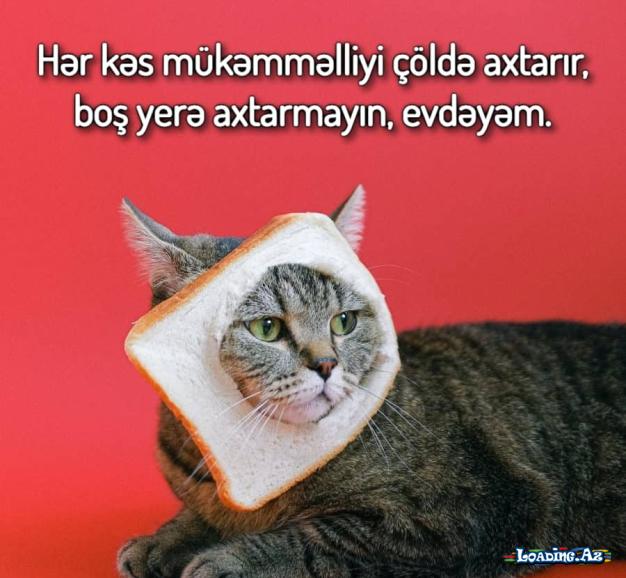 Bilməmək ayıb deyil, yetər ki, biruzə vermə. - LoaDinG.Az