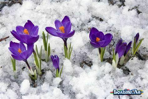 Bahar fəsli🌷🌼🌺 (3)