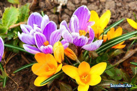 Bahar fəsli🌷🌼🌺 (4)
