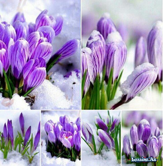 Bahar fəsli🌷🌼🌺 (4) - LoaDinG.Az