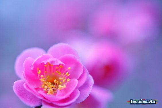 Bahar fəsli🌷🌼🌺 (5)