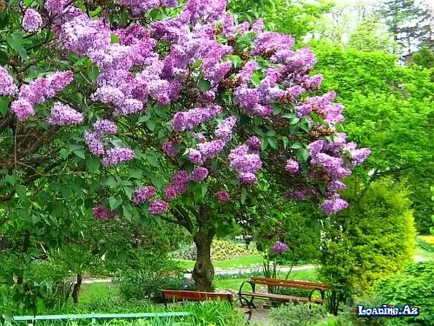 Yasəmən ağacı