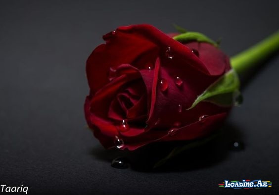 Sənlə olmur dedin.... Əmin ol sənsiz olmurda deyəcəksən!!! Amma onda çox gec olacaq !