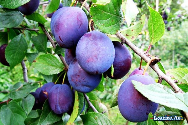 Bənövşəyi meyvə və tərəvəzlərin bilmədiyimiz faydaları