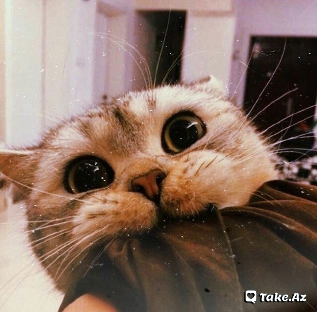 😻Cats Love😻