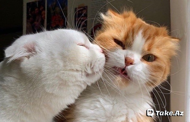 😻Cats Love😻