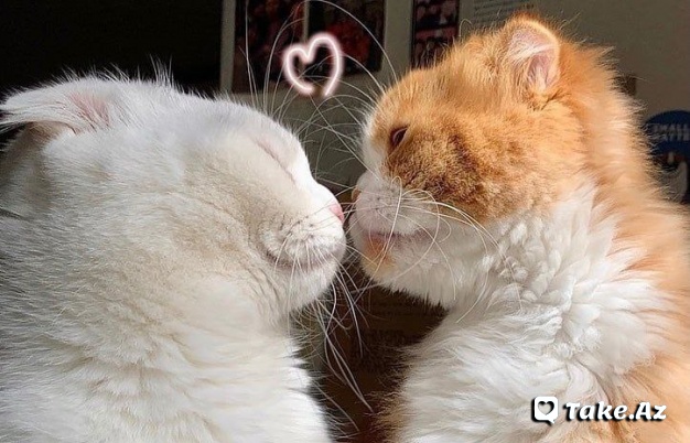 😻Cats Love😻