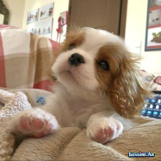 😍🐶 Dog's Love 🐶😍