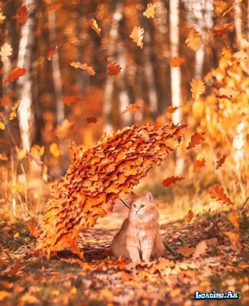🍁🍂Autumn🍂🍁 - LoaDinG.Az