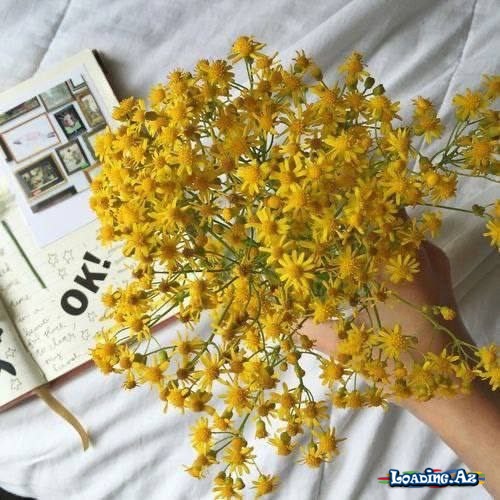 Rənglərdən 💛Sarı💛