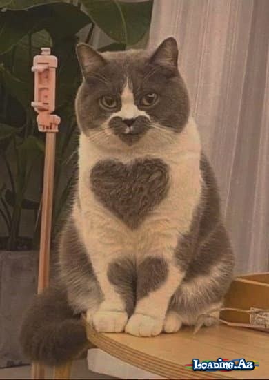 😻 Cat's Love "2"😻