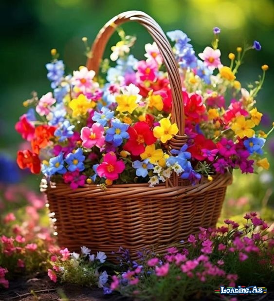 çiçəklər🌺🌷 - LoaDinG.Az