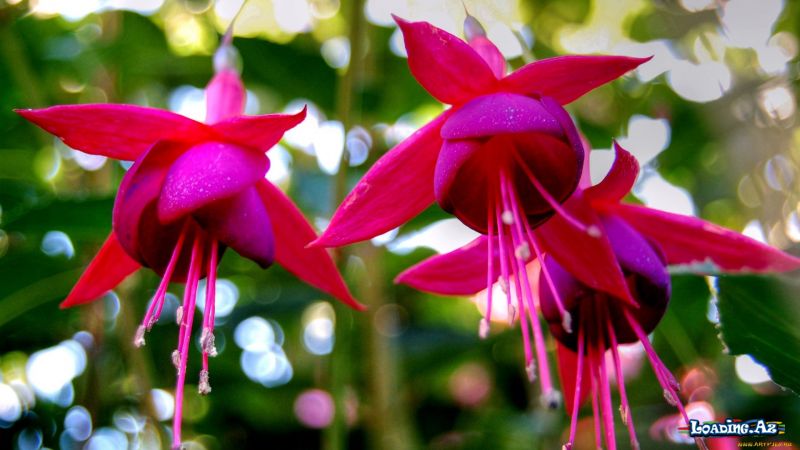 Fuschia Wallpapers - LoaDinG.Az