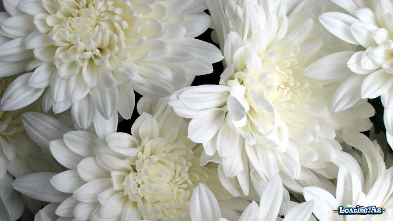 Ağ Çiçəklər