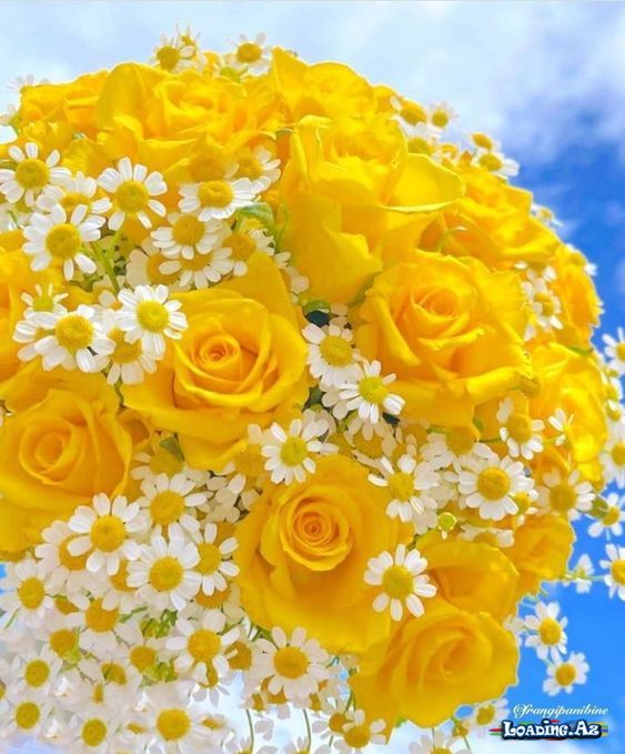 çiçəklər🌺🌷 (2)