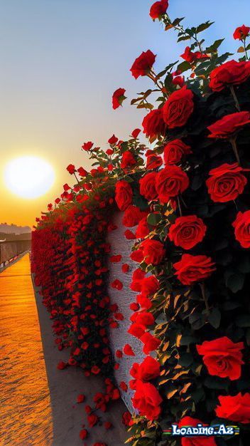 çiçəklər🌺🌷 (2) - LoaDinG.Az
