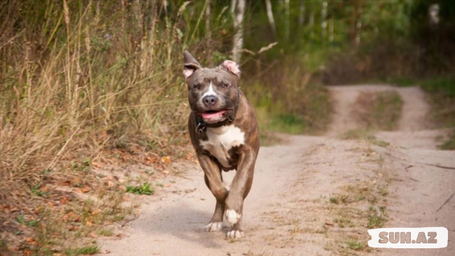 Pitbull iti sahibinə hücum edərək onu yaralayıb