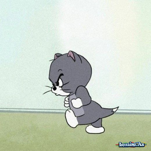 🐱TOM🐱