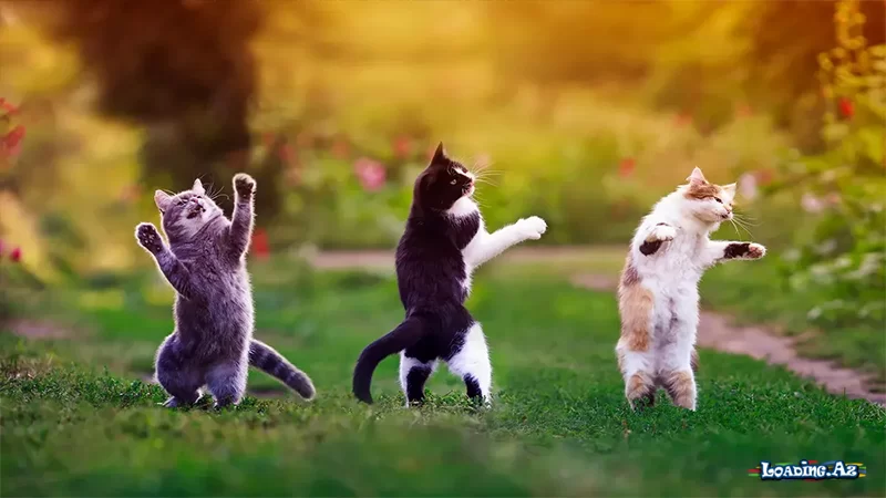 Pişiklər yad insanları niyə bu qədər diqqətlə iyləyirlər..? - LoaDinG.Az