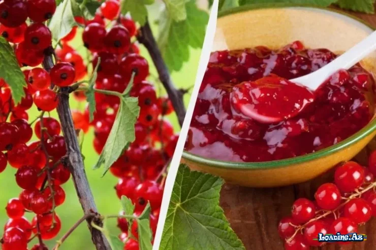 Qırmızı qarağatdan mürəbbə sirləri: RESEPT - LoaDinG.Az