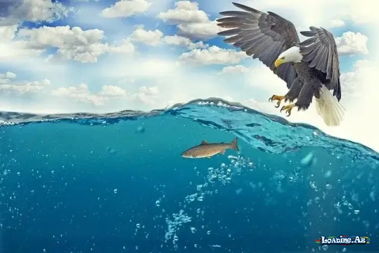 Nadir hadisə: bu yerlərə göydən balıq "yağır" - LoaDinG.Az