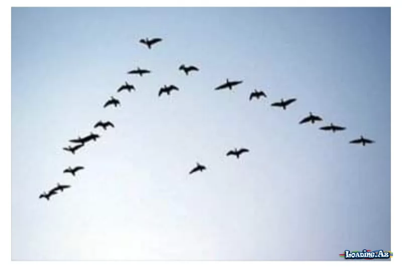 Durna və qarışqa - Ceyhun Ərmən Vedilinin hekayəsi - LoaDinG.Az