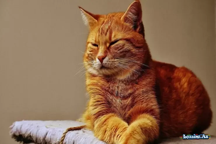 Sarı pişiklərin xüsusi və bənzərsiz olmasının SƏBƏBİ - LoaDinG.Az
