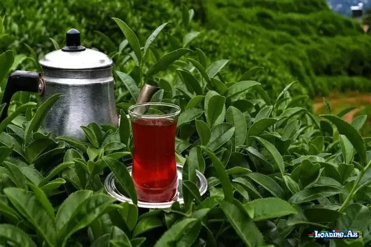 Çayın sağlamlıq üçün təhlükəsiz norması açıqlandı - LoaDinG.Az