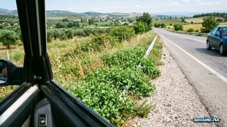 Dünyanın ən sağlam göyərtisi bəlli oldu: Yol qırağındaca yetişir - LoaDinG.Az