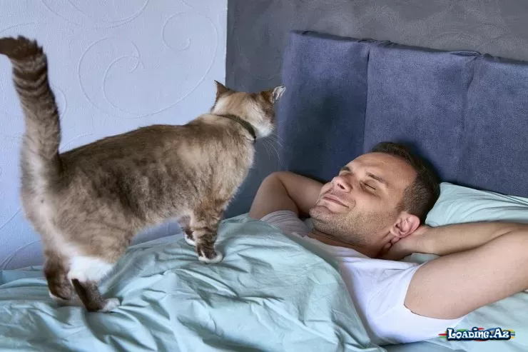 Pişiklər yatmaq üçün "sevimli" insanlarını necə seçirlər? - LoaDinG.Az