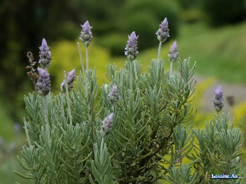 Lavanda yağı: Təbiətin sakitləşdirici və çoxşaxəli gücü - LoaDinG.Az