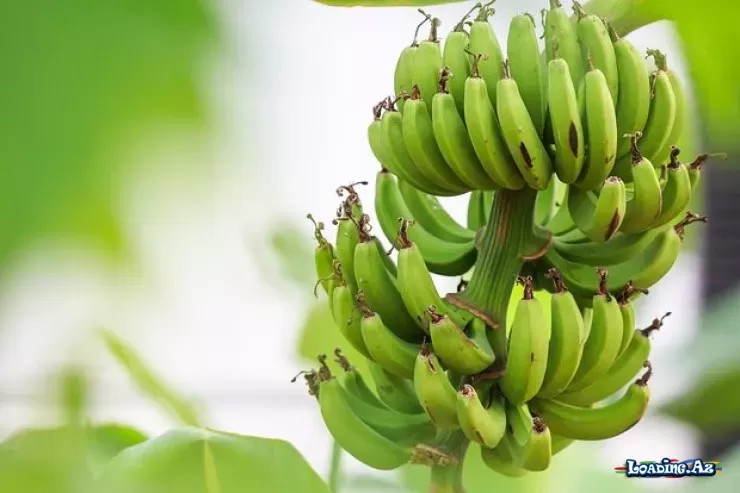 Dondurma dadında banan - LoaDinG.Az