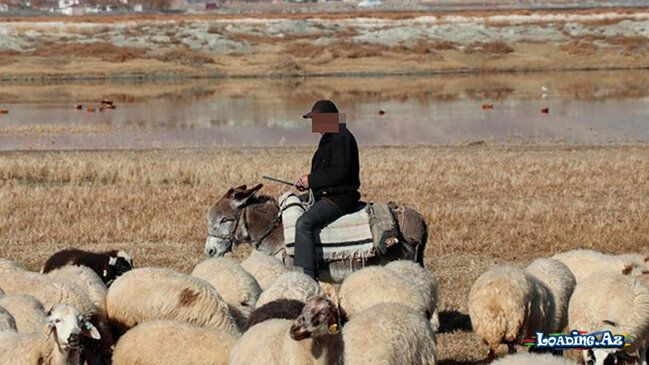 Salyanda müəmmalı hadisə: Çoban 84 qoyunla yoxa çıxdı - LoaDinG.Az